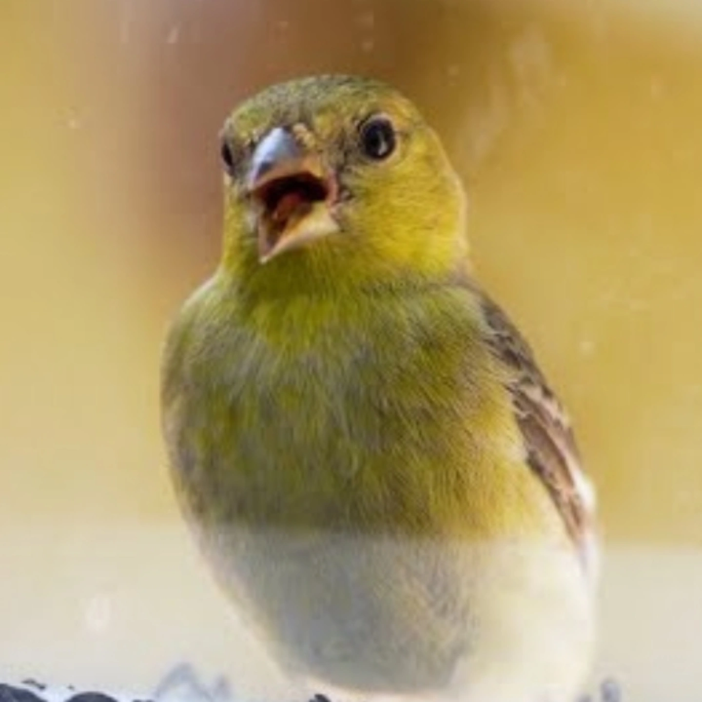 Finch Gozansky