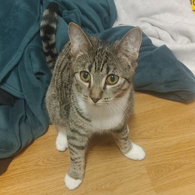 Mr_Cat
