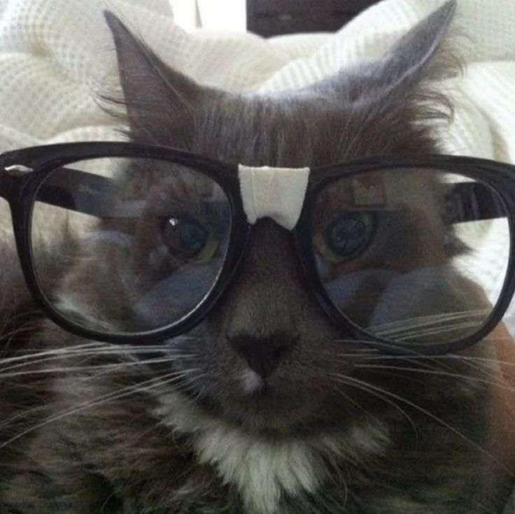 TrashPanda