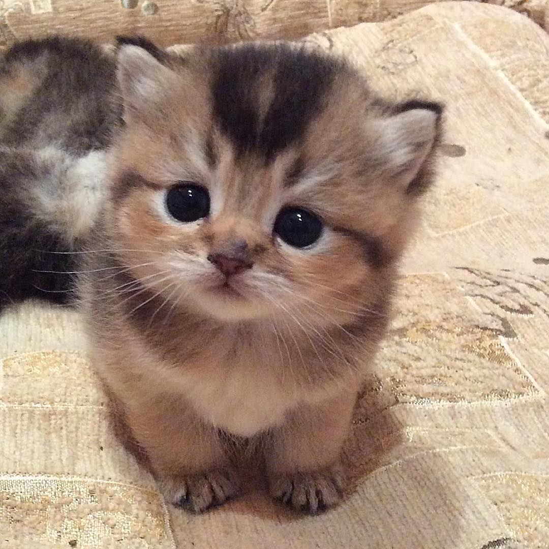 lunar kitty