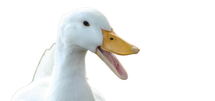Matheus "Duck" Silva