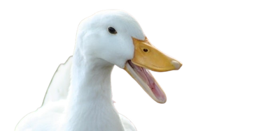 Matheus "Duck" Silva