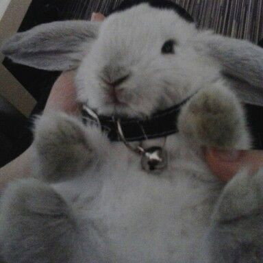 Dumb little bunny