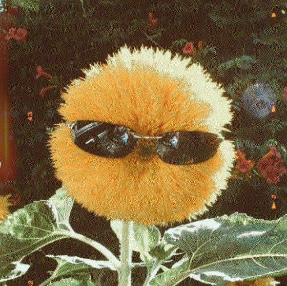 Bubu