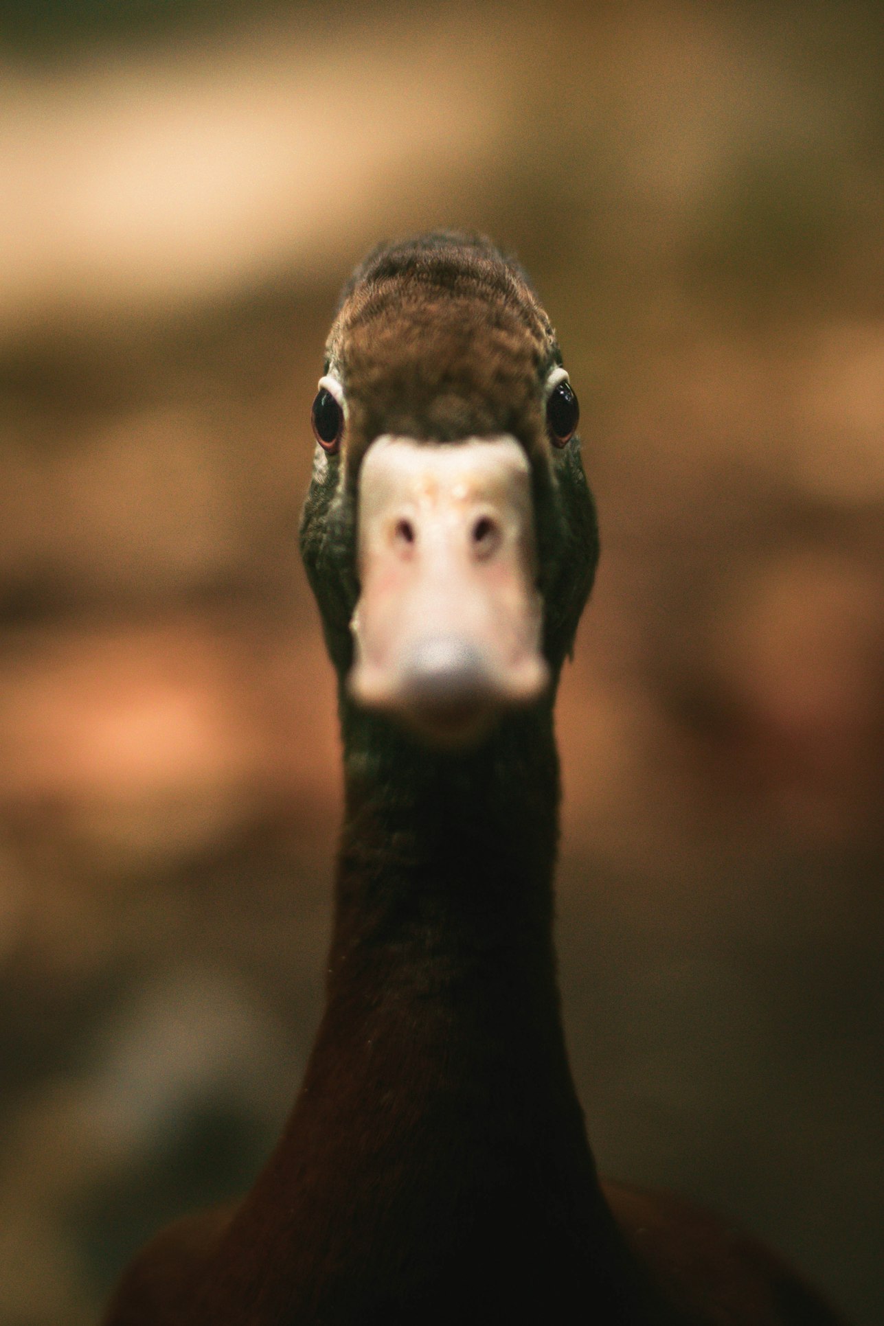 Floating Duck Face