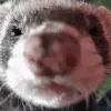 Jake The Ferret