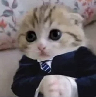 KurikKitty