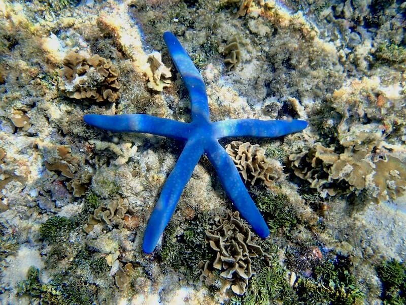 Brian, The Blue Starfish