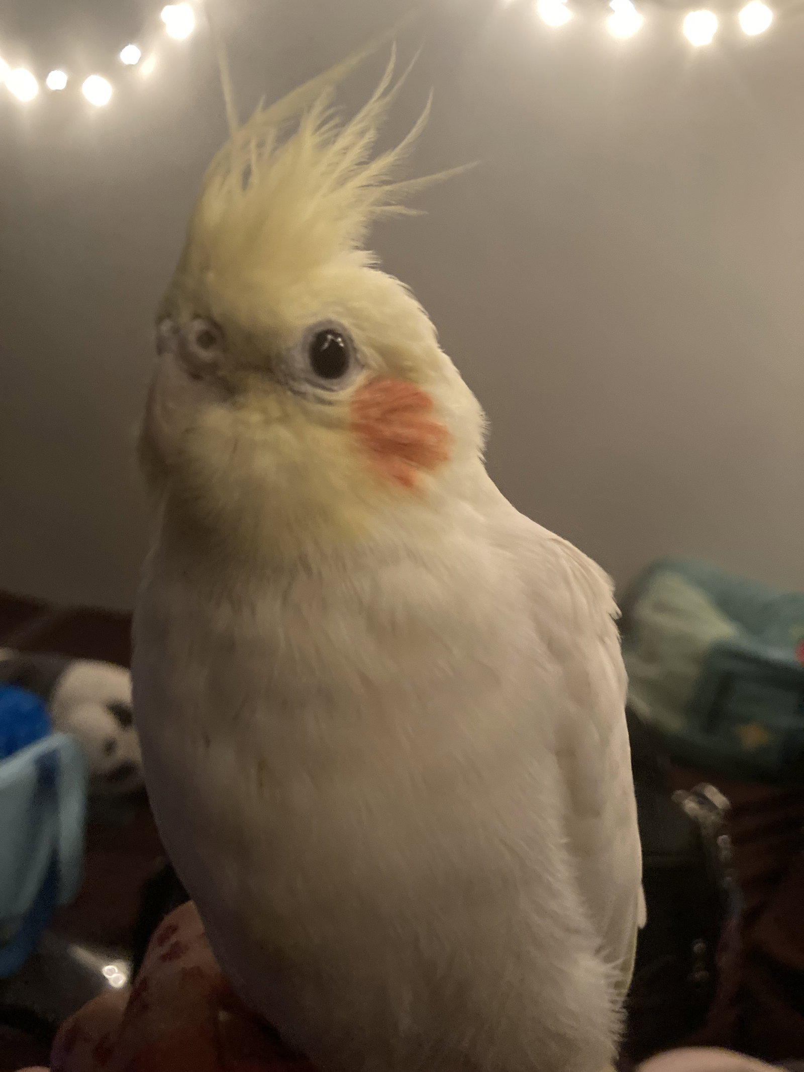 Nagi