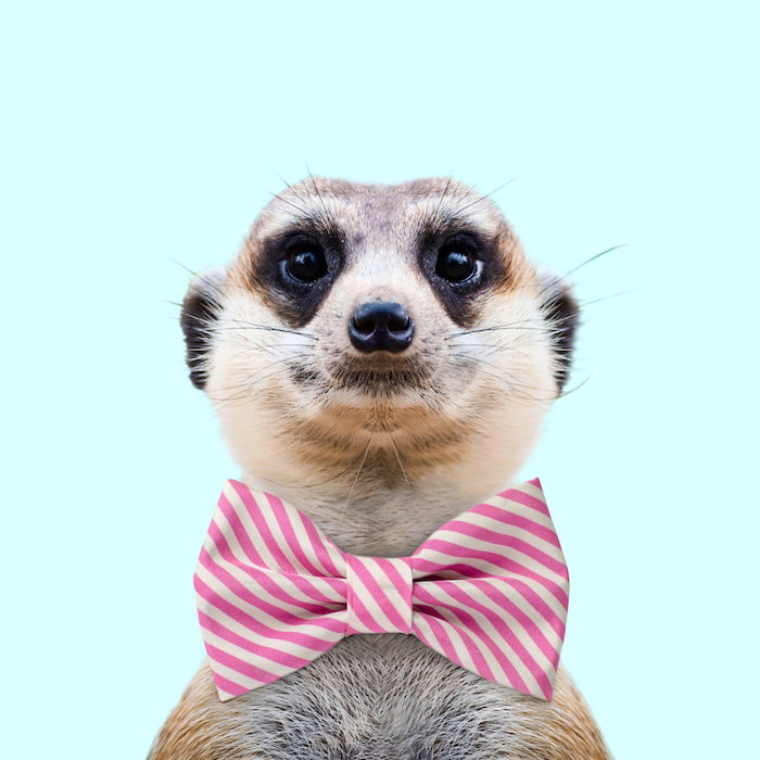 MidriffMeerkat