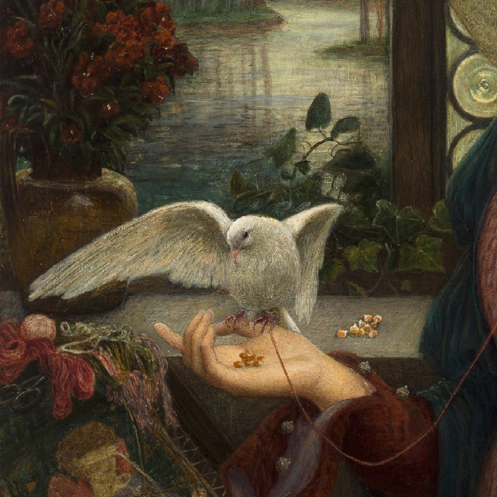 Dove