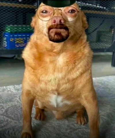 Guy