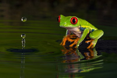 Frog