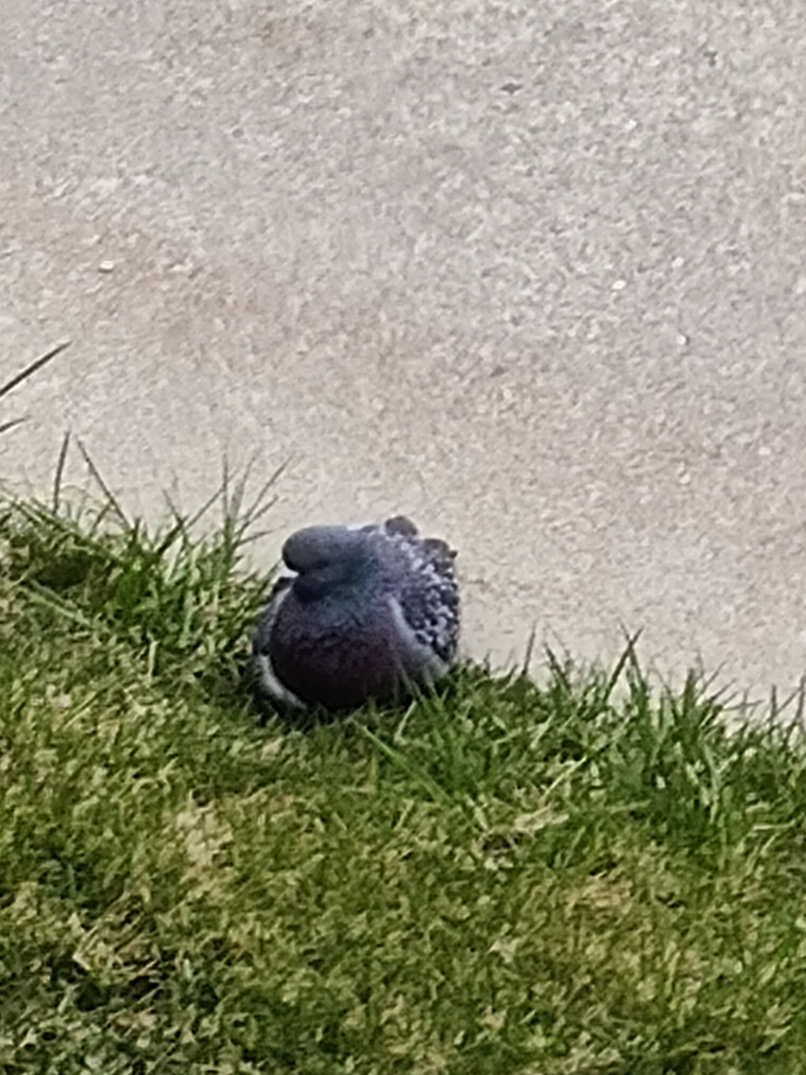 Pigeon