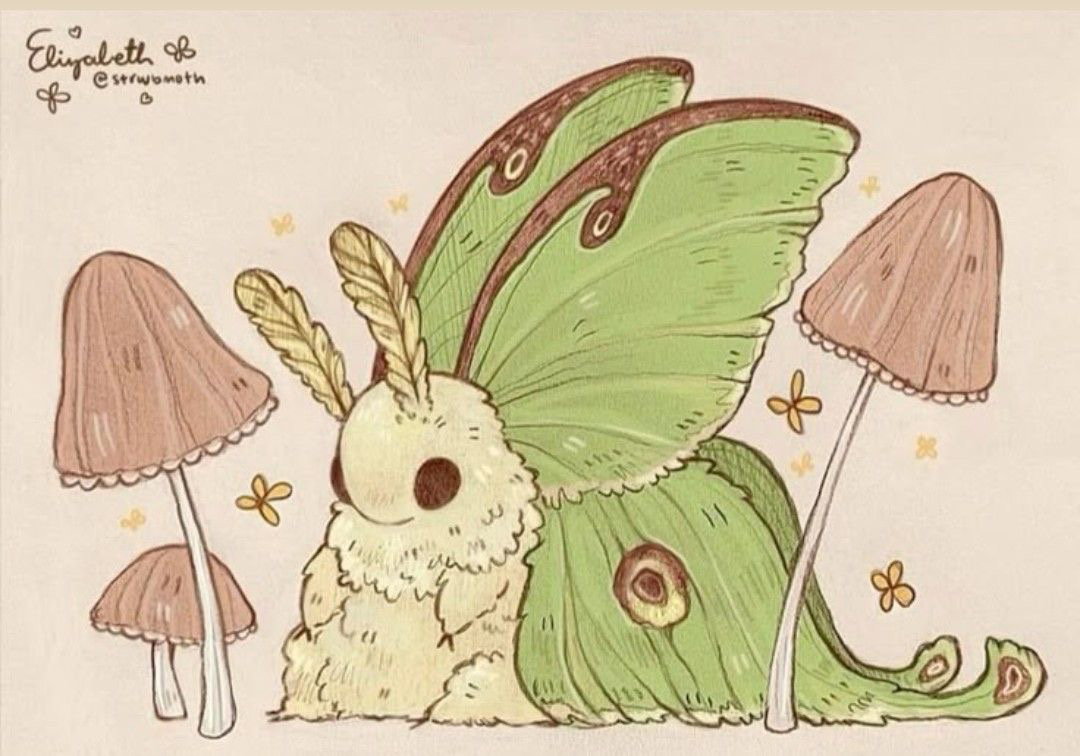 Pandoras Moth