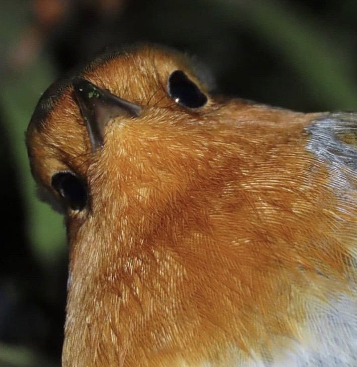 robin