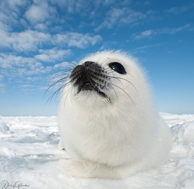 sealunee 🦭