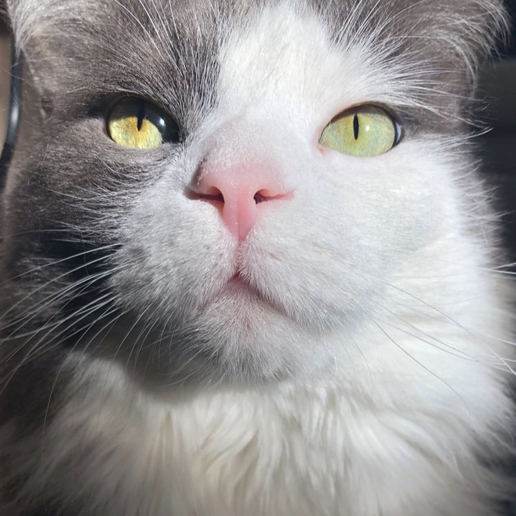 Nanc