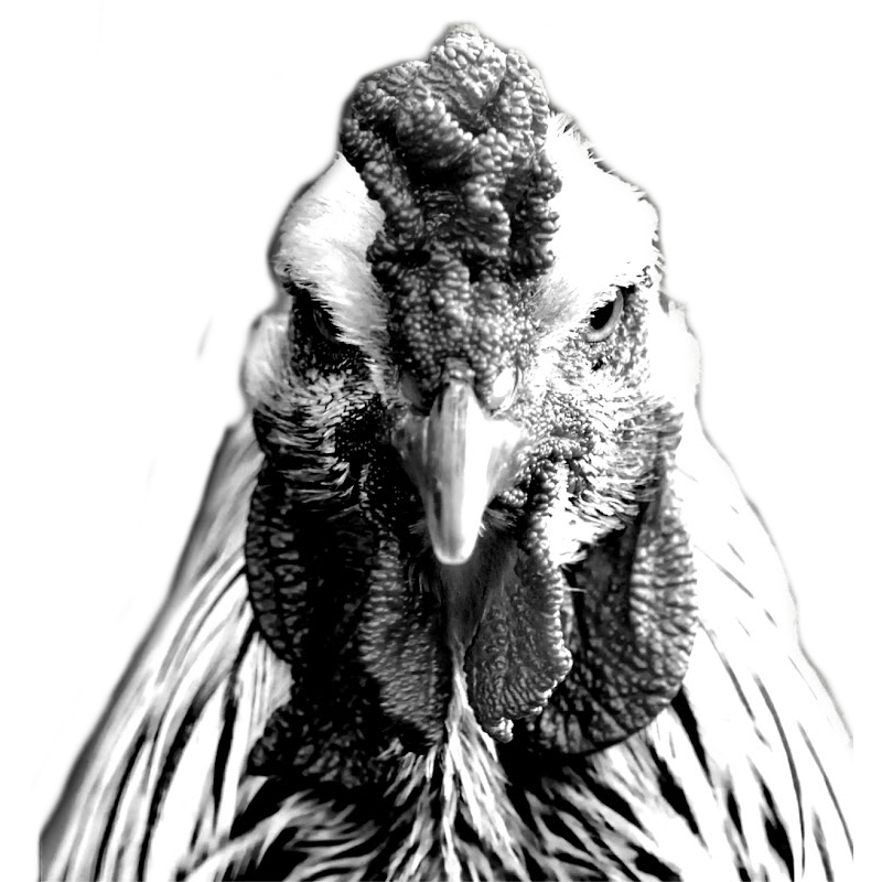CrizbChicken
