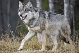 wolf lover