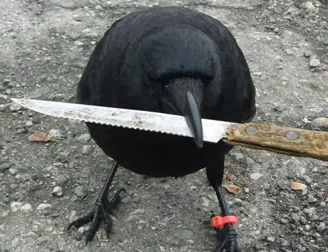 Crow Knight 