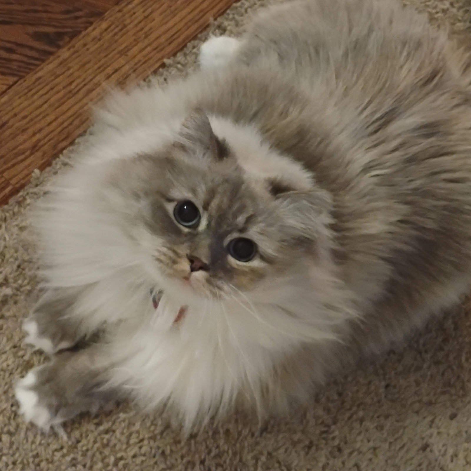 Louie
