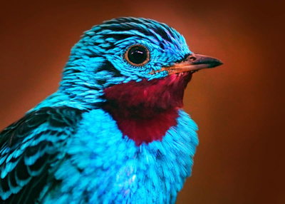 Beak