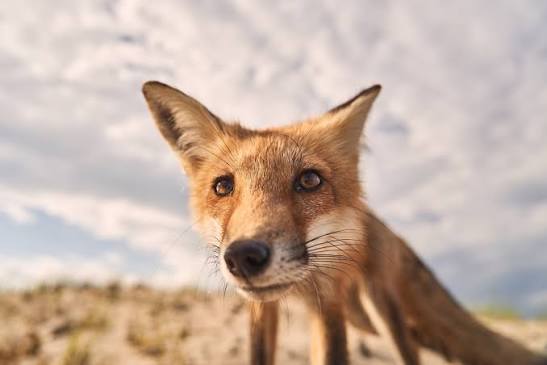 KaiFox