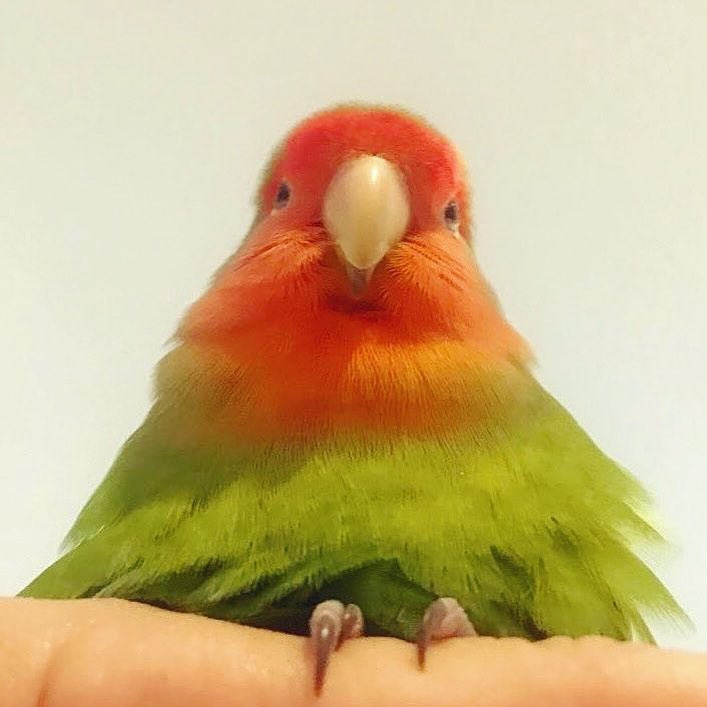 Pepyo