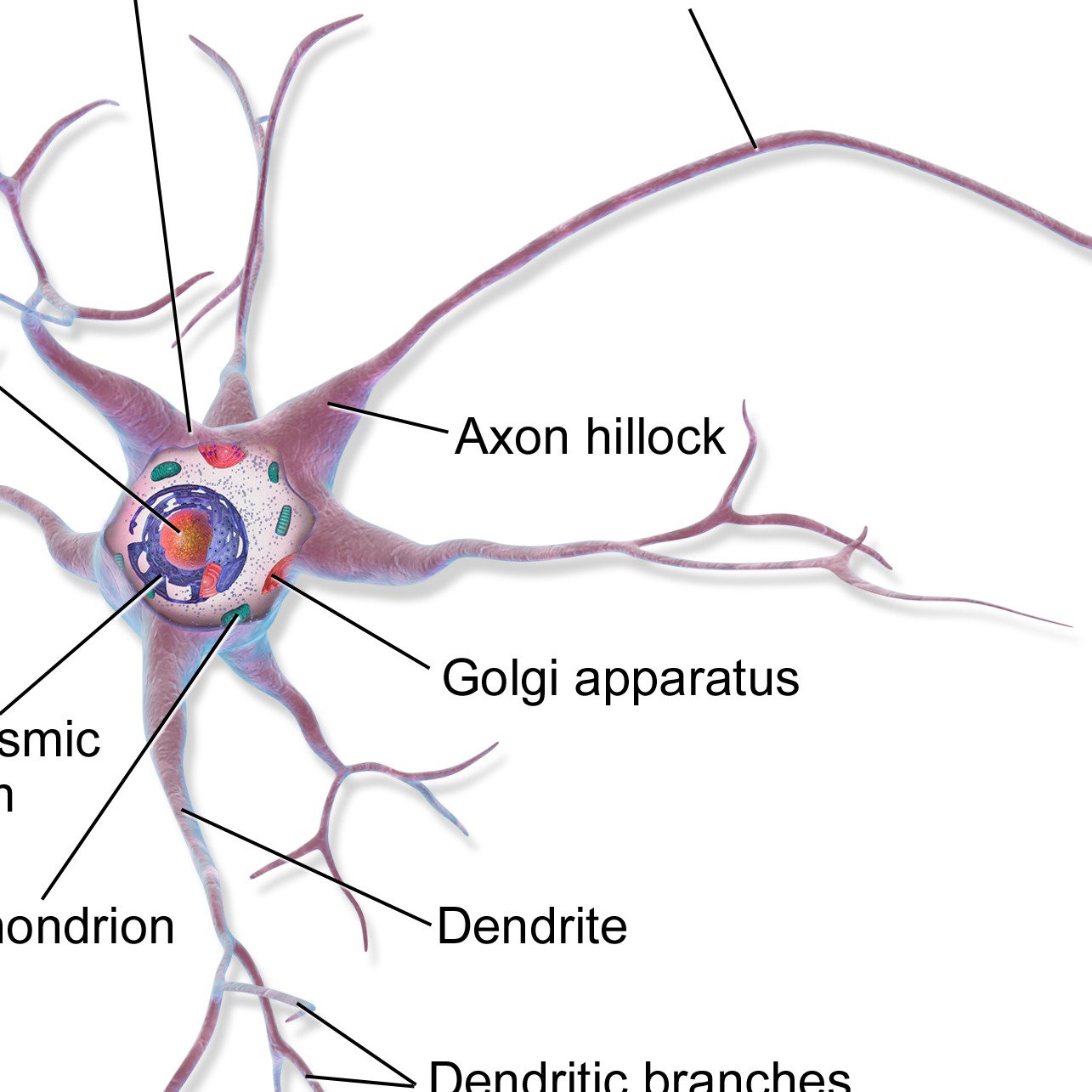 neuron
