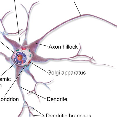 neuron