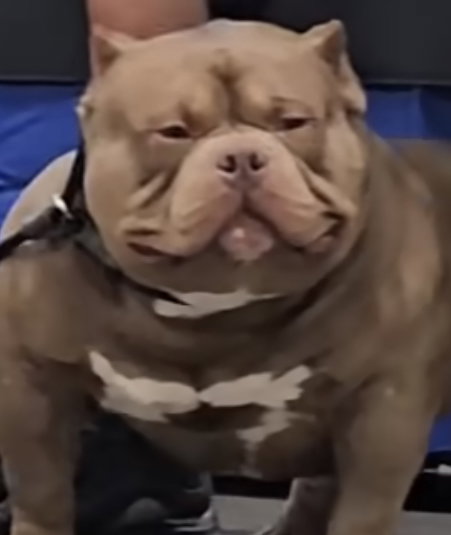 PugGamerYT