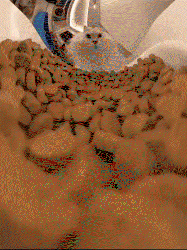 meowmeowmeow