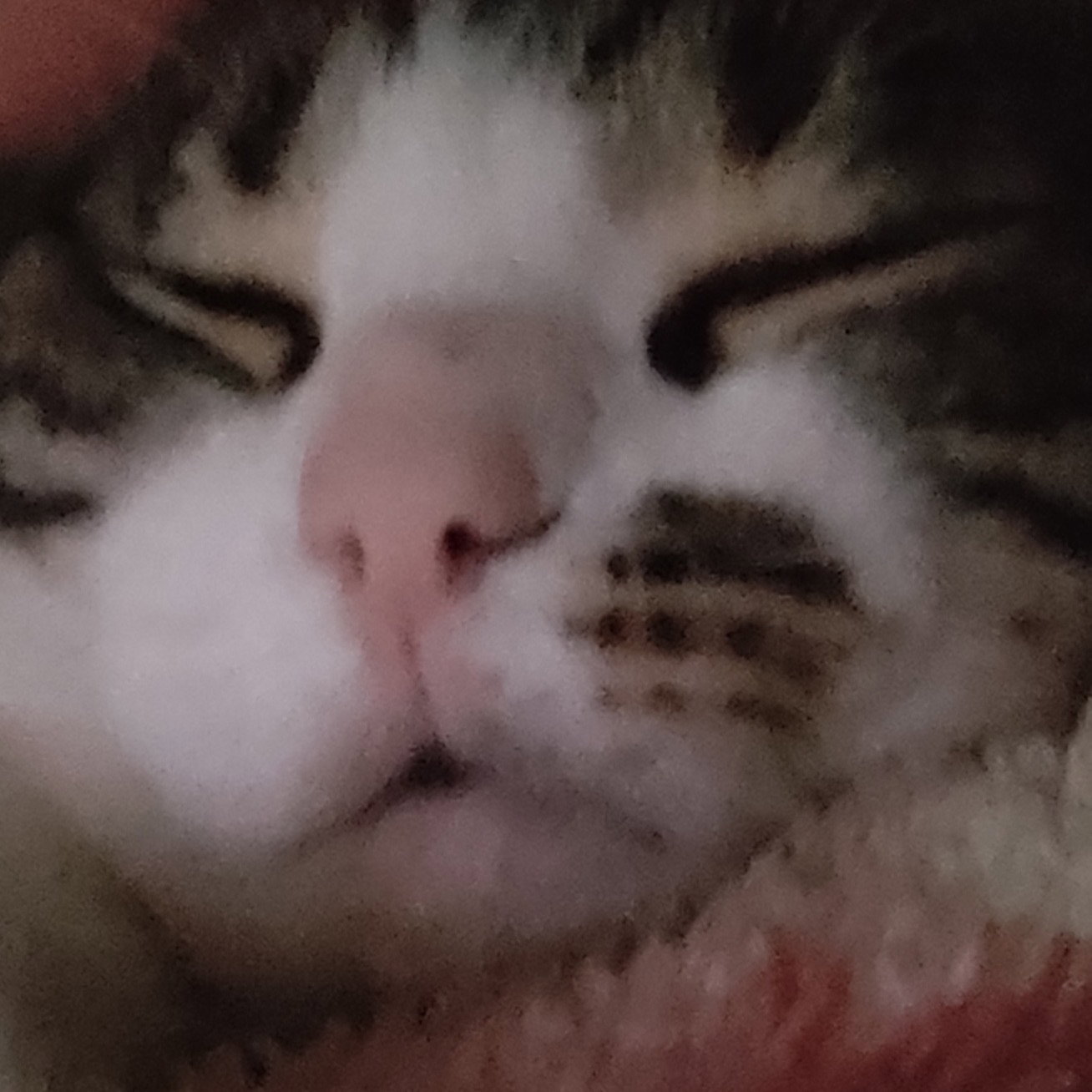 Ray