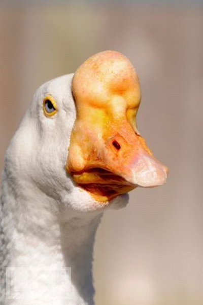 GooseGod