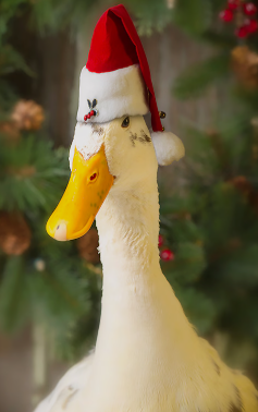 Odd duck