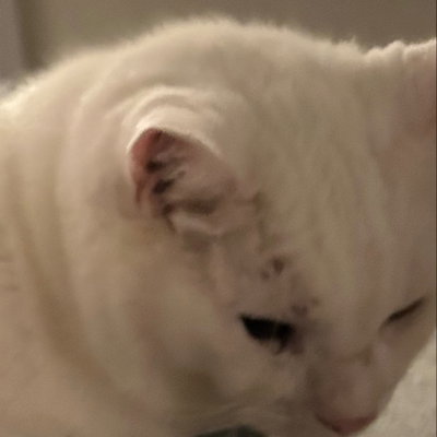 ToastyZ