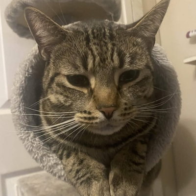 Moshie
