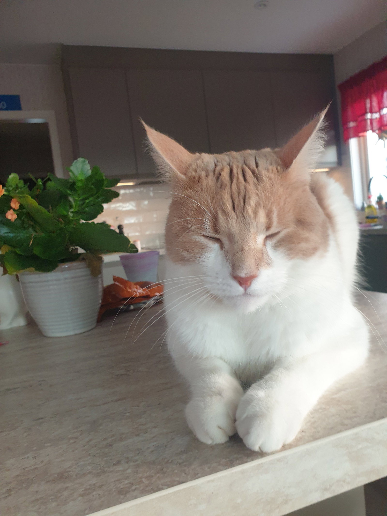 Ebba