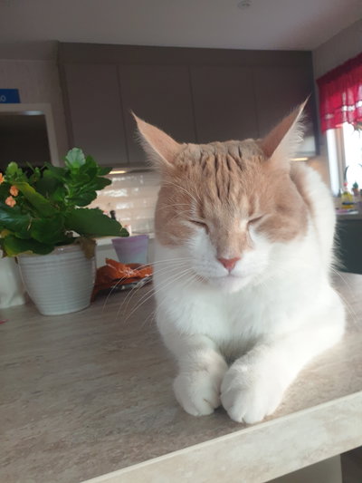 Ebba