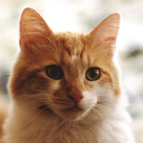 Jacobious