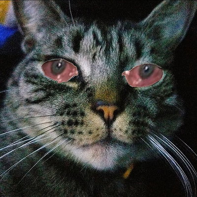 Shroomcat