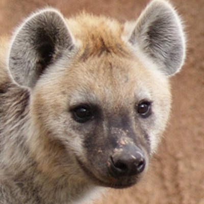 Hyena