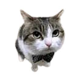 bondomkitty