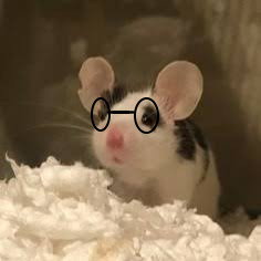 witrat