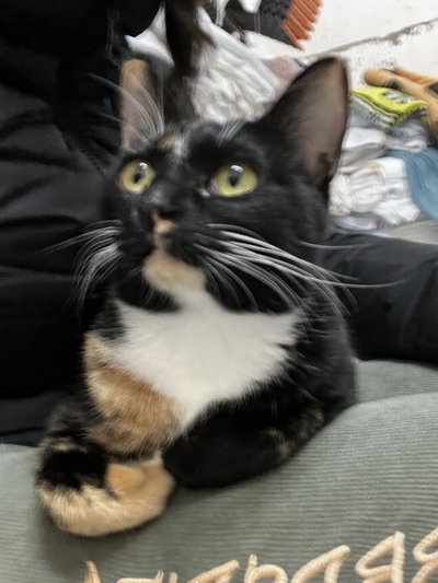 Cherie