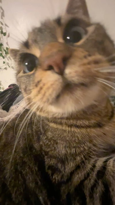 willow