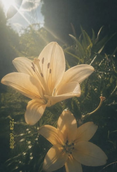 Sude