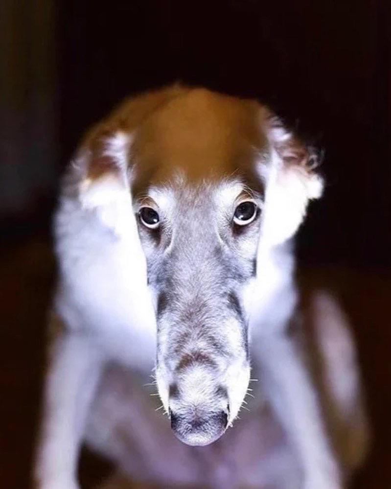 kinetiksky