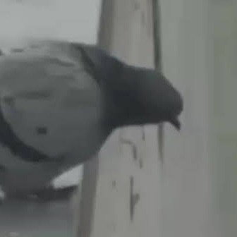 pombo
